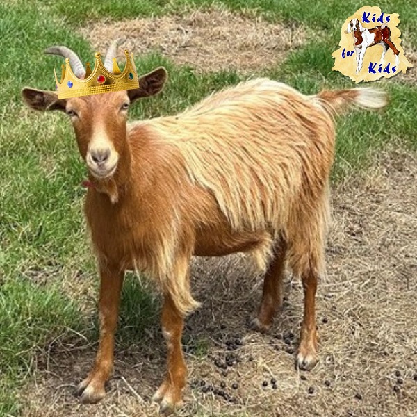 All Hail the Royal Golden Guernsey Goats2